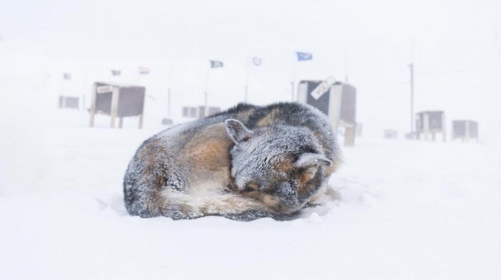 O fetiţă de 10 ani a supraviețuit în mod miraculos 18 ore în viscol, la -11°C, îmbrăţişând un câine fără stăpân